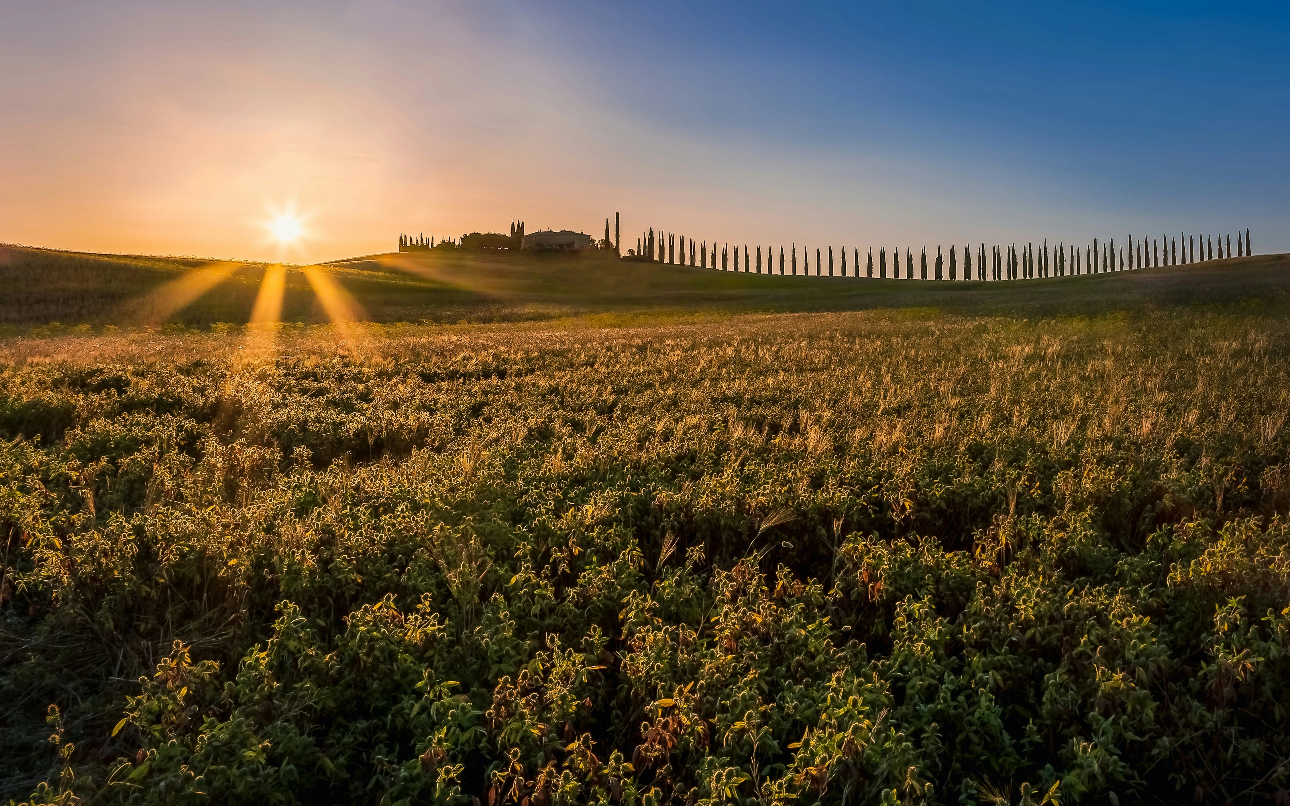 Alba dorata tra i cipressi della campagna toscana