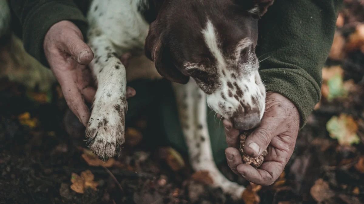 Lagotto Romagnolo — cane da tartufo durante la cerca